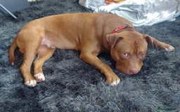 Mixed Breed dogs for stud: Cain corso/bull mastiff mix - Image 3