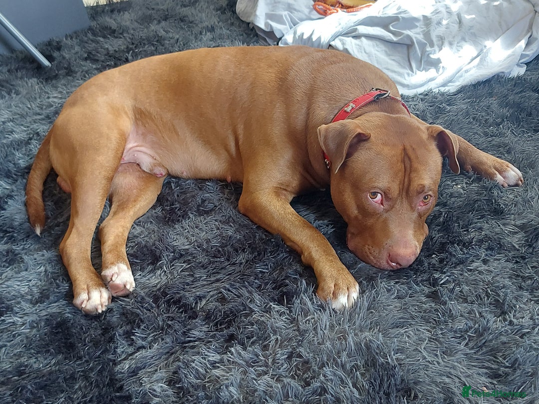 Mixed Breed dogs for stud: Cain corso/bull mastiff mix - Image 3