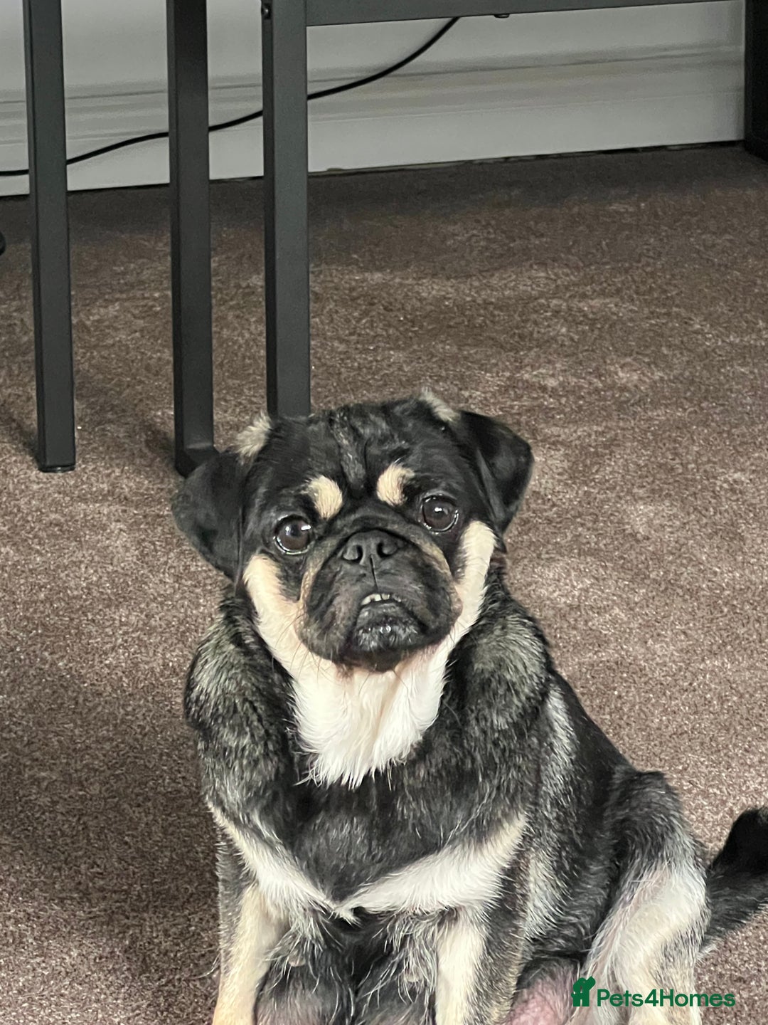 Pug dogs for sale: 1 pug (shug) who was reserved has became available - Image 12