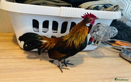 Chickens poultry for sale: Dutch Batam rooster  - Image 5