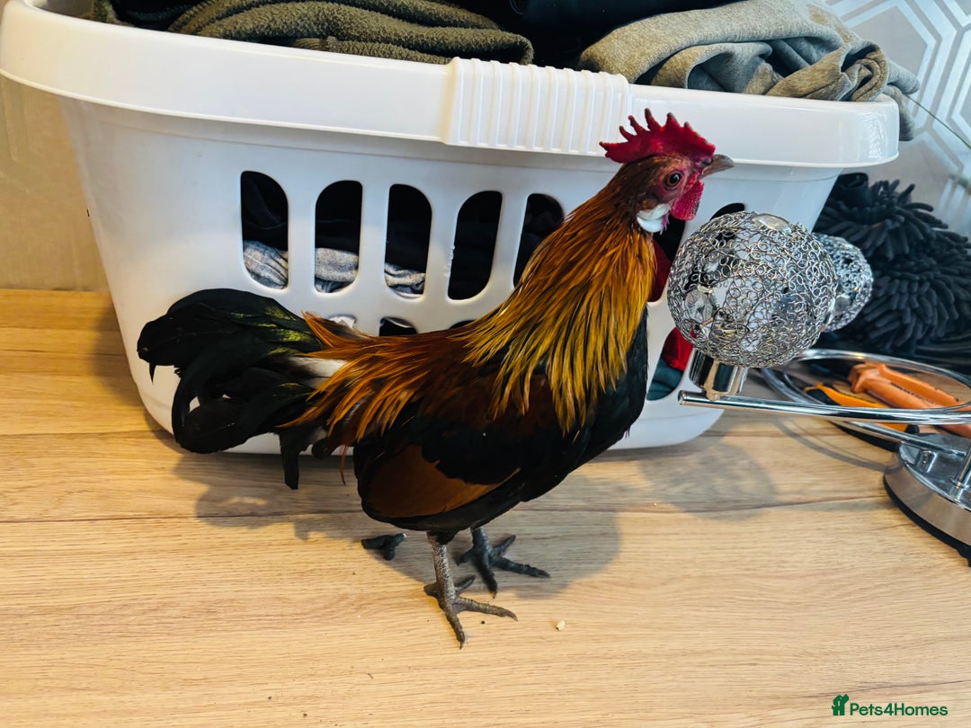 Chickens poultry for sale: Dutch Batam rooster  - Image 5