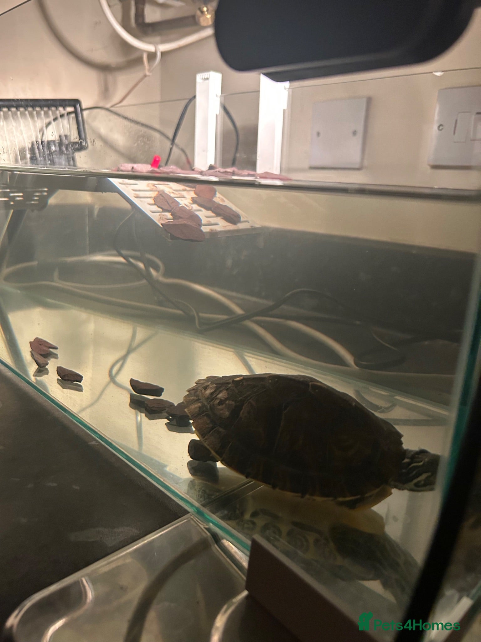 Turtle reptiles River Cooter Turtle + Complete Tank Setup – £100 - Advert 1