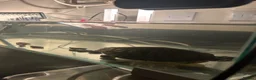 Turtle reptiles for sale: River Cooter Turtle + Complete Tank Setup – £100 in Blackburn - Advert 1
