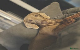 Dachshund dogs for sale: Dachshund boy for sale  - Image 2