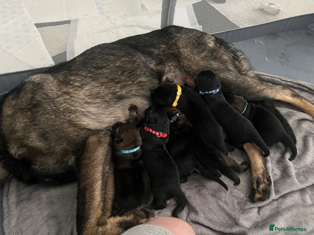 German Shepherd dogs for sale: 7 stunning German Shepard puppies for sale  - Advert 16