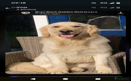 Golden Retriever dogs for sale: KC Golden Retriever Puppies for sale (4 boys left) - Image 19