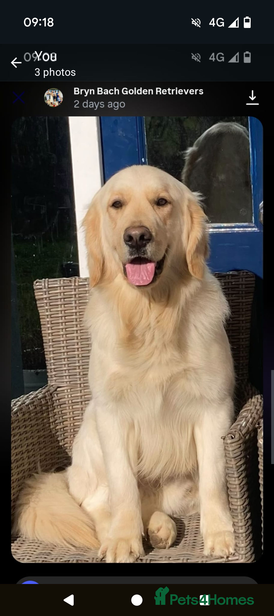 Golden Retriever dogs for sale: KC Golden Retriever Puppies for sale (4 boys left) - Image 19