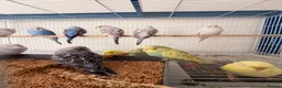 Budgerigars birds for sale: Budgies for sale  - Advert 3