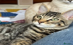 Ragdoll cats for sale: Ragdoll cross tabby in Carlisle - Image 3