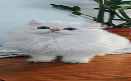 British Longhair cats for sale: ‼️🐾😍Colourpoint purebred BLH😻1 Left 🐱 - Advert 2