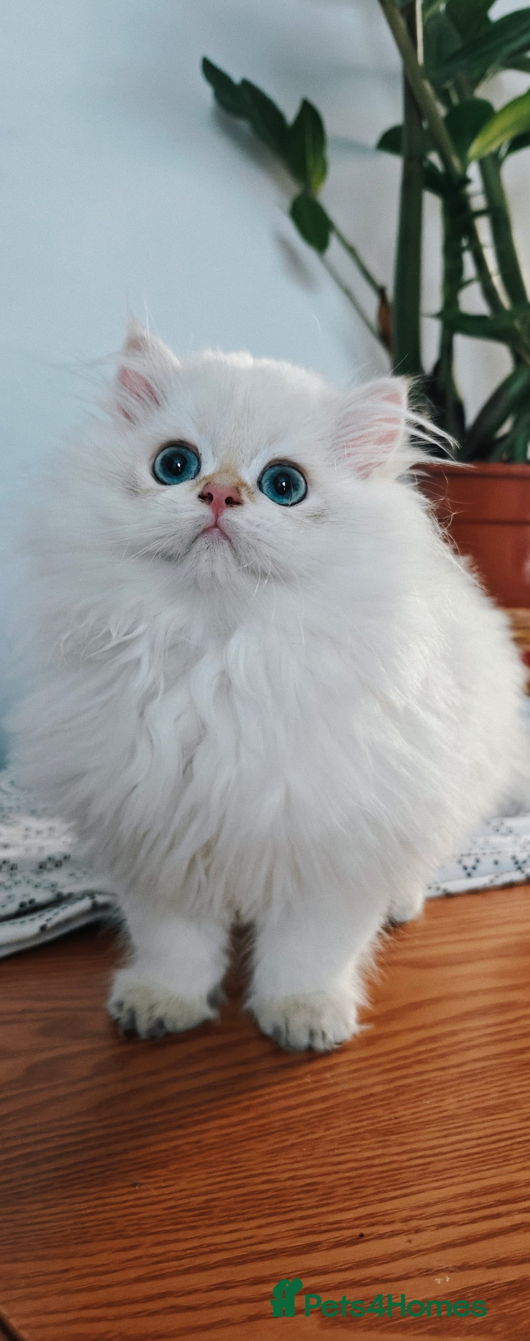 British Longhair cats for sale: ‼️🐾😍Colourpoint purebred BLH😻1 Left 🐱 - Advert 2