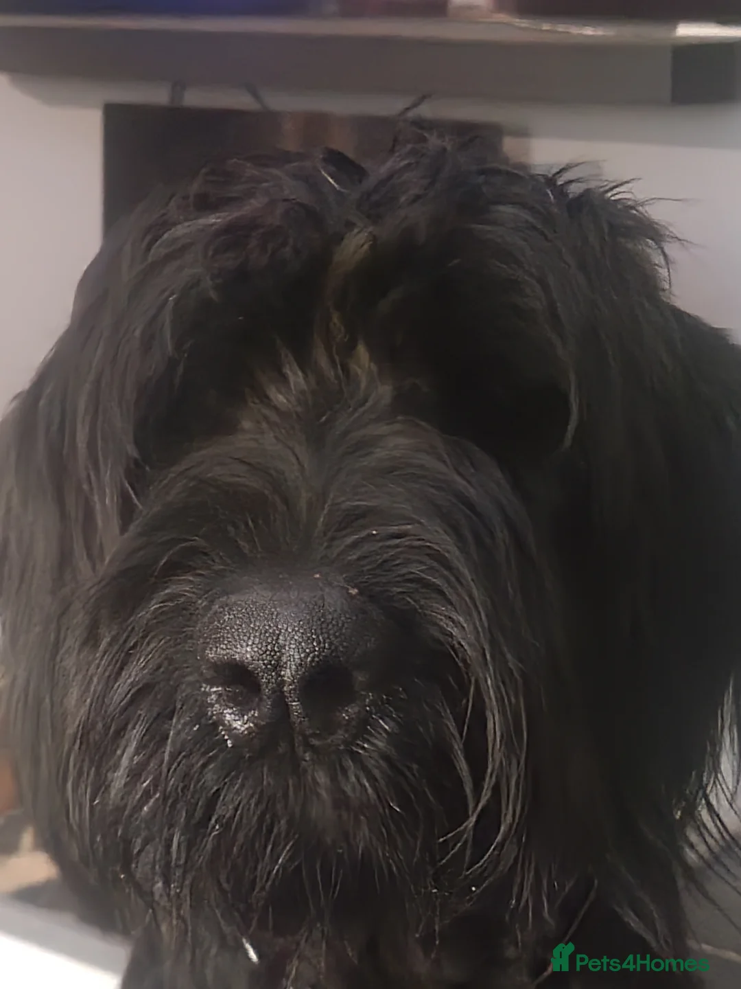 Giant Schnauzer dogs for stud: 🐾 Working Line Giant Schnauzer 🐾 - Advert 2