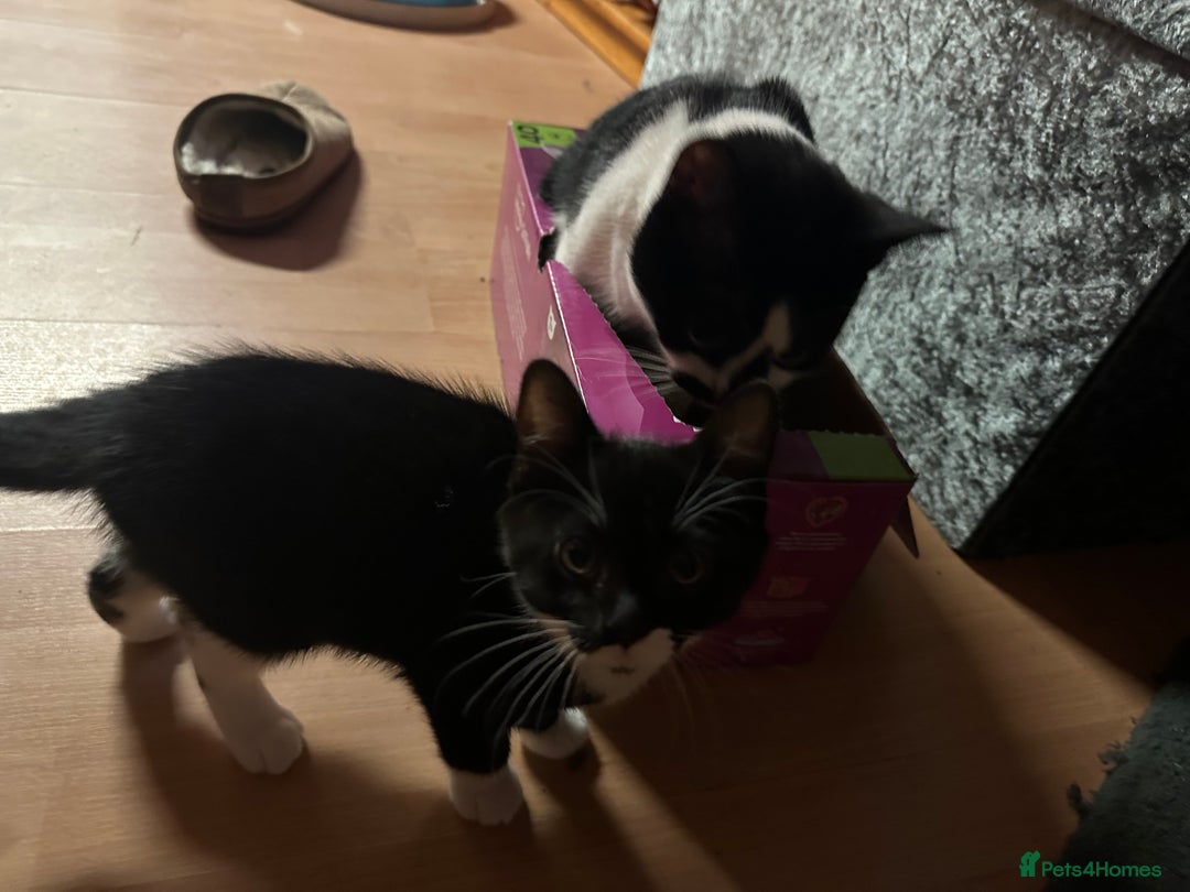 Mixed Breed cats for sale: Kitens  - Image 3