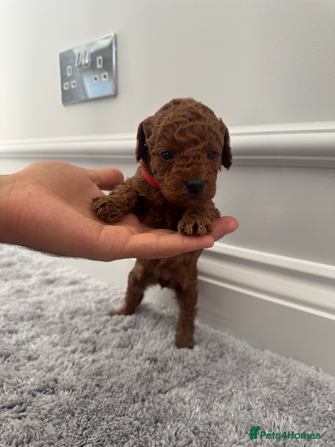 Cockapoo dogs for sale: ✨ Stunning F1b Cockerpoo Puppies Available ✨ - Advert 16