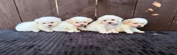 Miniature Poodle dogs for sale: Miniature poodles 2 boys 2 girls  - Advert 17