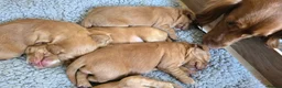 Cocker Spaniel dogs for sale: KC Registered Fox Red Working Cocker Spaniels - Advert 11