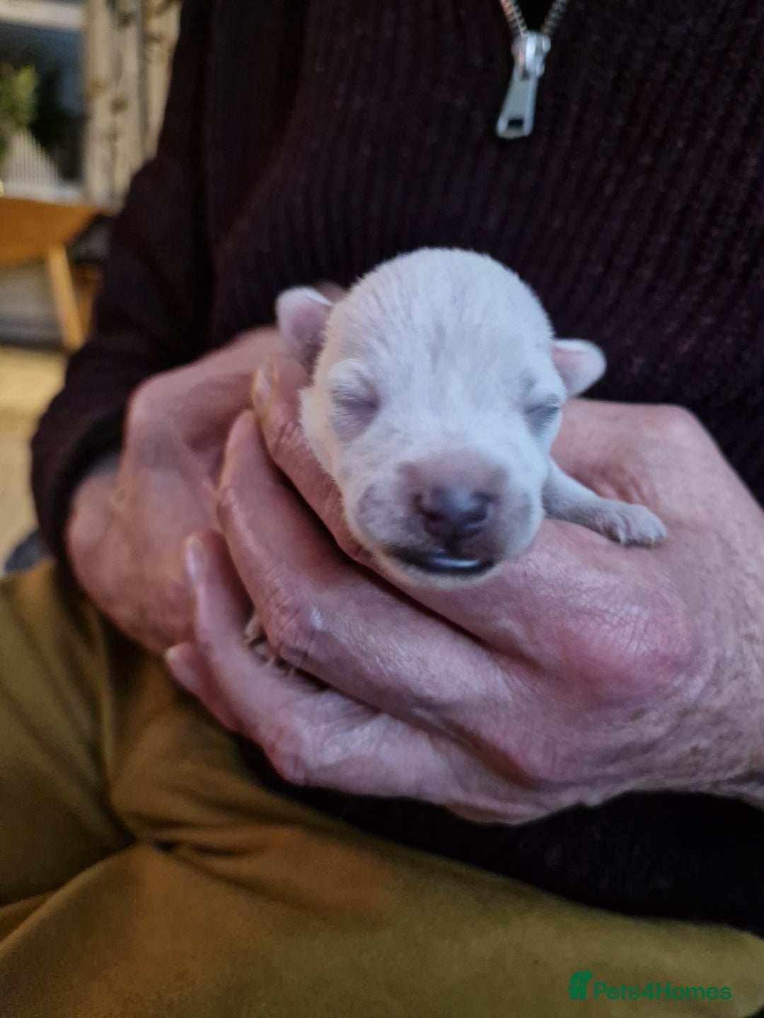 Miniature Schnauzer dogs for sale: Superb KC white minature schnauzer puppies  - Advert 9