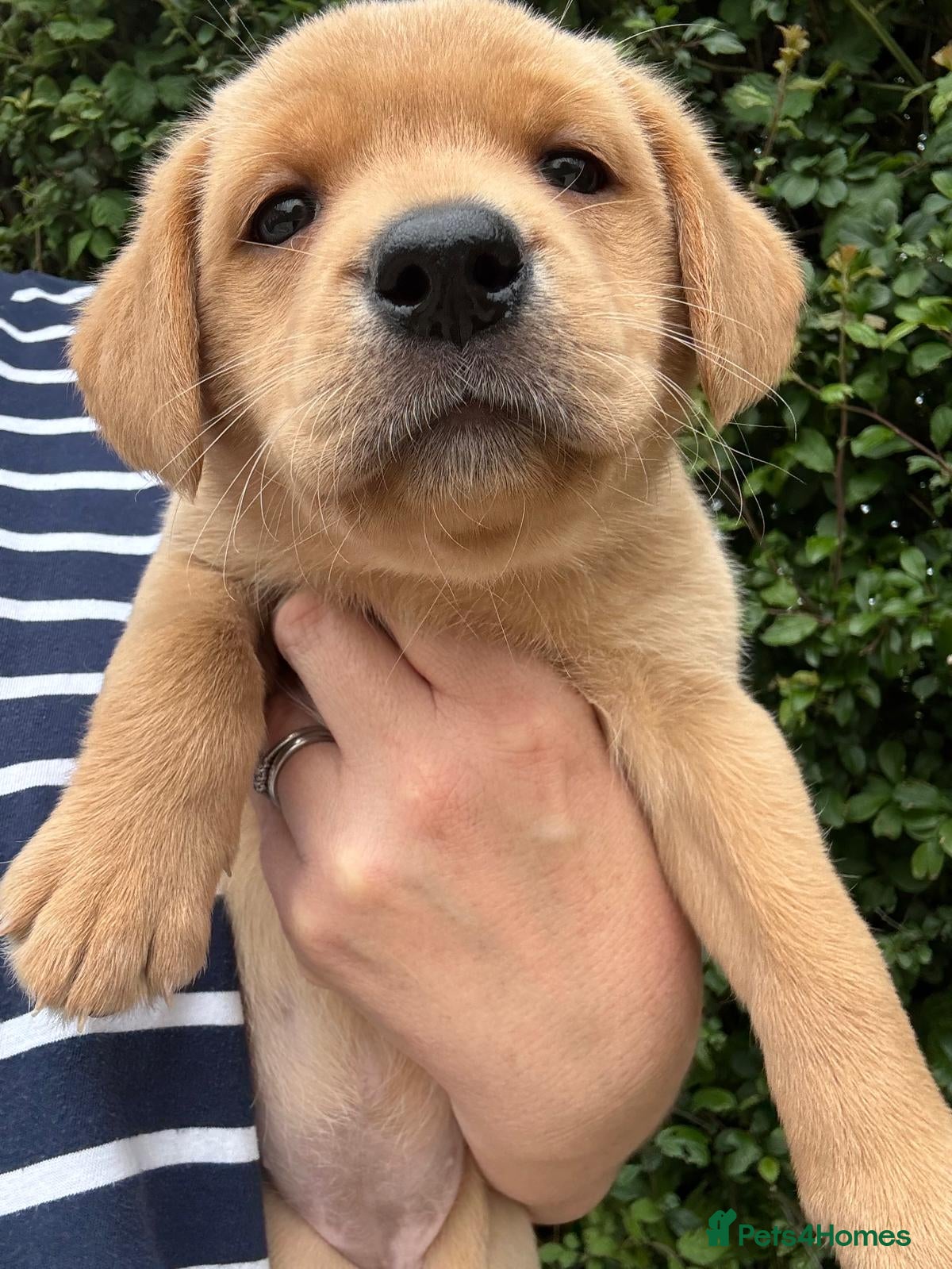 Labrador Retriever dogs KC Reg Yellow and black Labrador pups - Advert 1