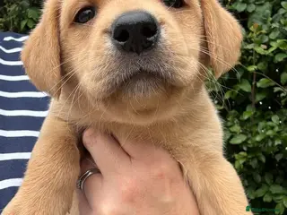 Labrador Retriever dogs KC Reg Yellow and black Labrador pups - Advert 1