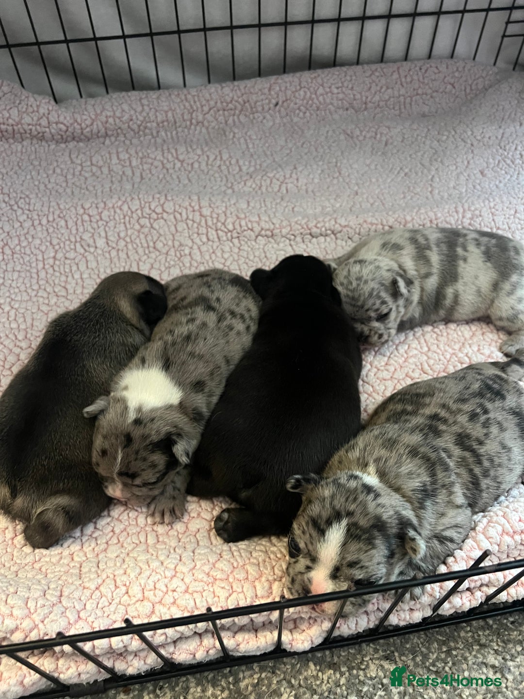 French Bulldog dogs for sale: 5 beautiful French bulldogs for sale - Image 10