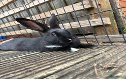 Mini Lop rabbits for sale: 2 beautiful mix breed sisters  - Image 3