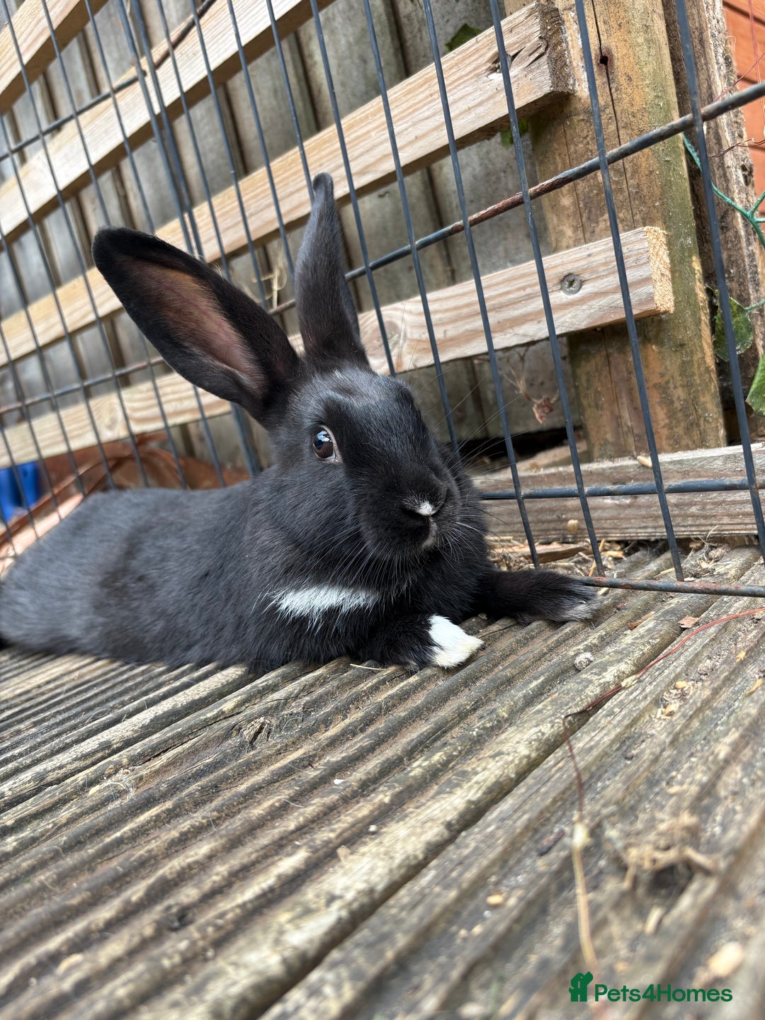 Mini Lop rabbits for sale: 2 beautiful mix breed sisters  - Image 3