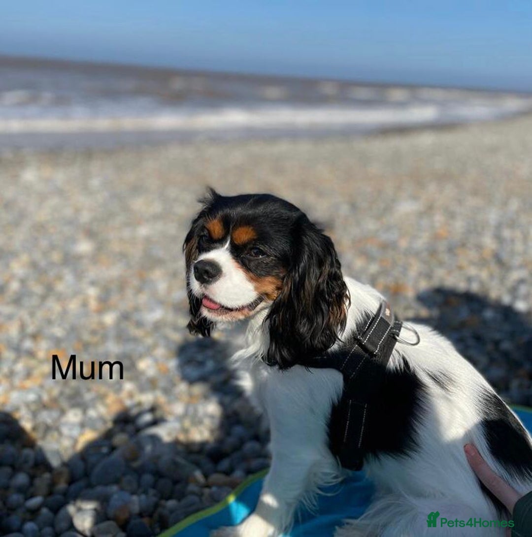 Cavapoo dogs for sale: Black Cavapoo F1 girl available 🐾👸 - Advert 16