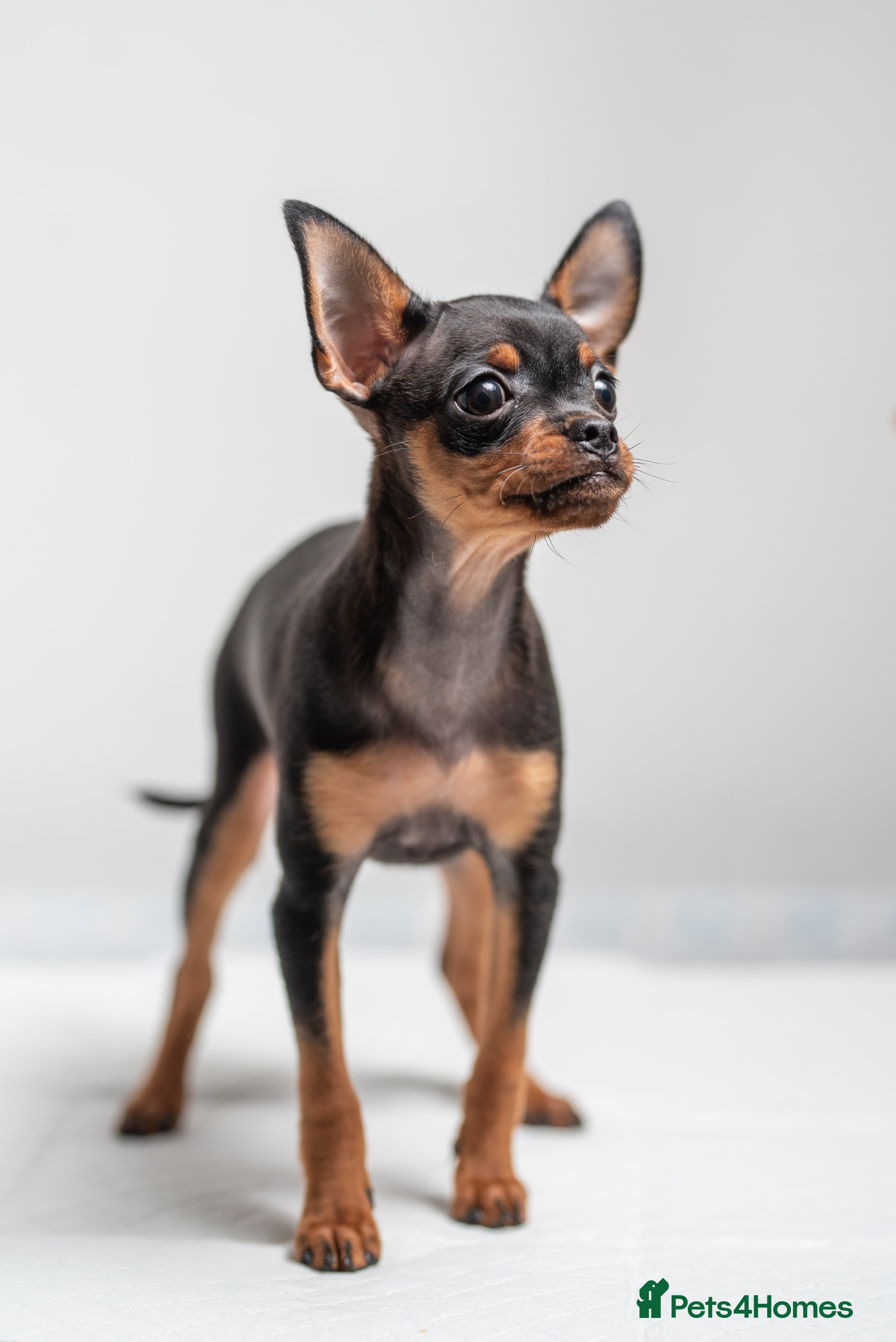 Miniature Pinscher dogs Miniature Pinscher - Advert 2