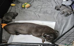 Staffordshire Bull Terrier dogs for sale: Blue staffordshire bull terrier  - Image 5