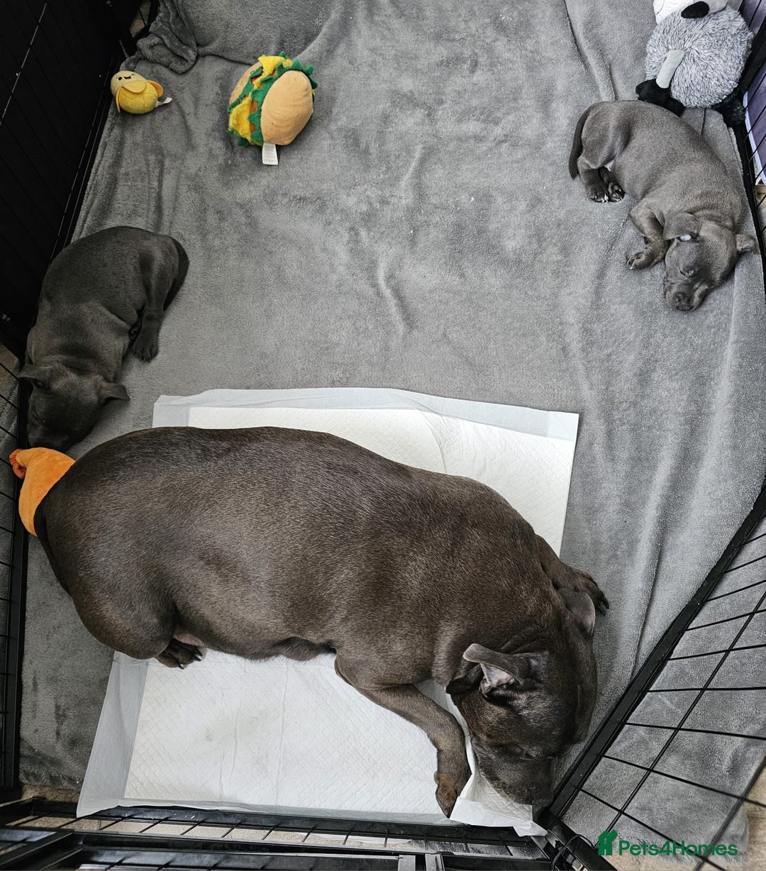 Staffordshire Bull Terrier dogs for sale: Blue staffordshire bull terrier  - Image 5