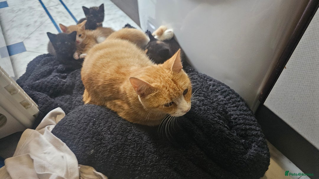 British Shorthair cats for sale: 4 Beautiful Kittens - Image 17