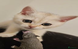 British Shorthair cats for sale: British Shorthair Kittens – Golden & Silver Shaded - Image 8