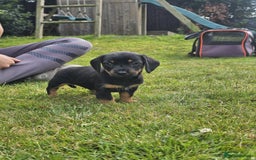 Mixed Breed dogs for sale: Norfolk Sausages Mini Dachshund x Norfolk terrier  - Image 6