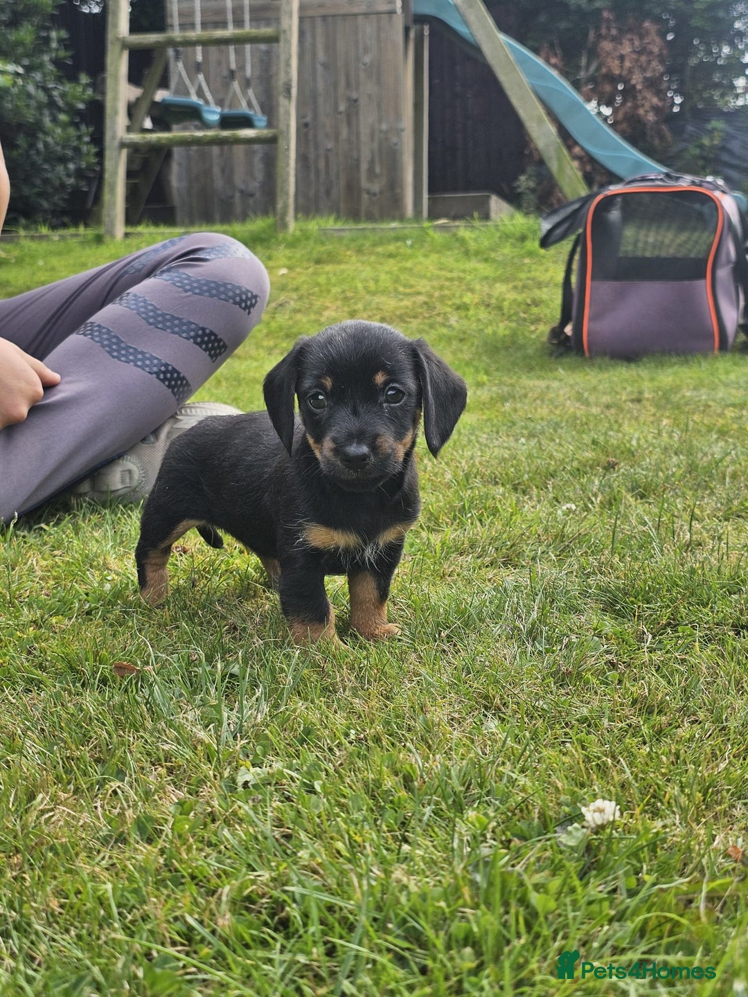 Mixed Breed dogs for sale: Norfolk Sausages Mini Dachshund x Norfolk terrier  - Image 6