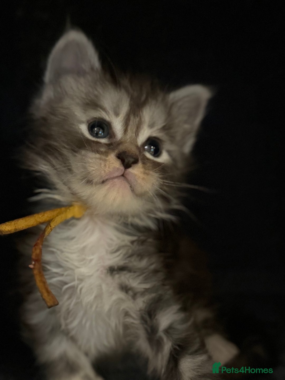 Maine Coon cats for sale: TICA registered russian poly and non poly kittens - Image 9