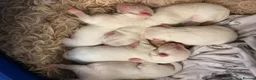 Bichon Frise dogs for sale: 5 Beautiful Bichon Frise Puppies in Swansea - Advert 1