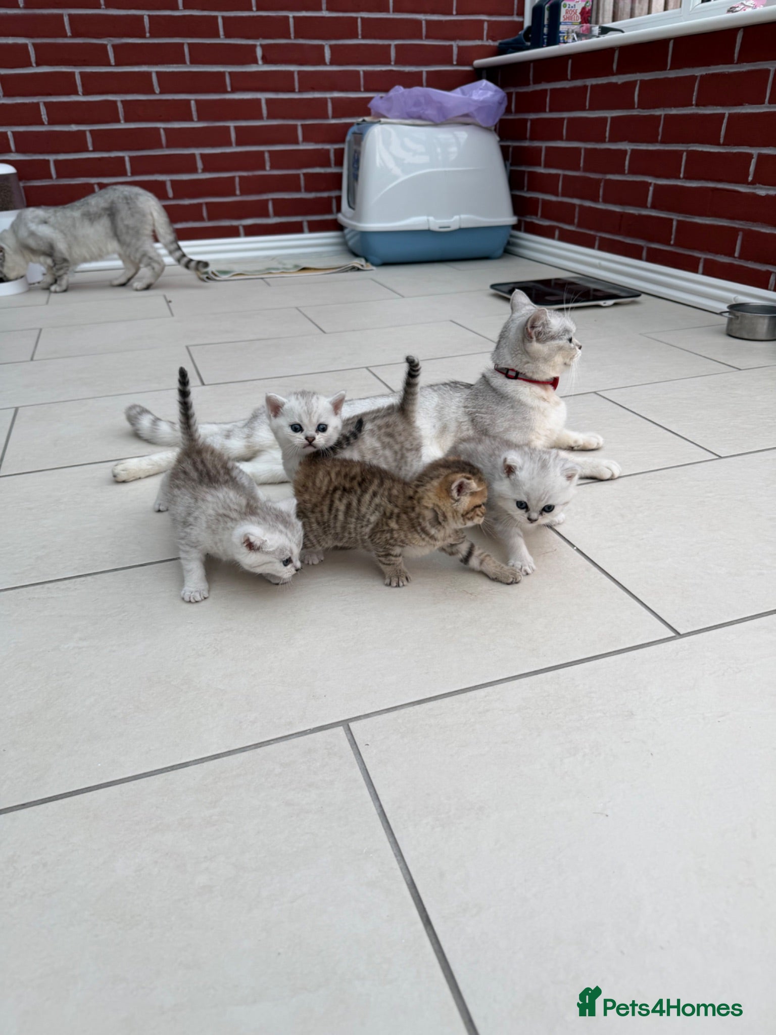 British Shorthair cats     🐾 Stunning British Shorthair Kittens  🐾  - Advert 2
