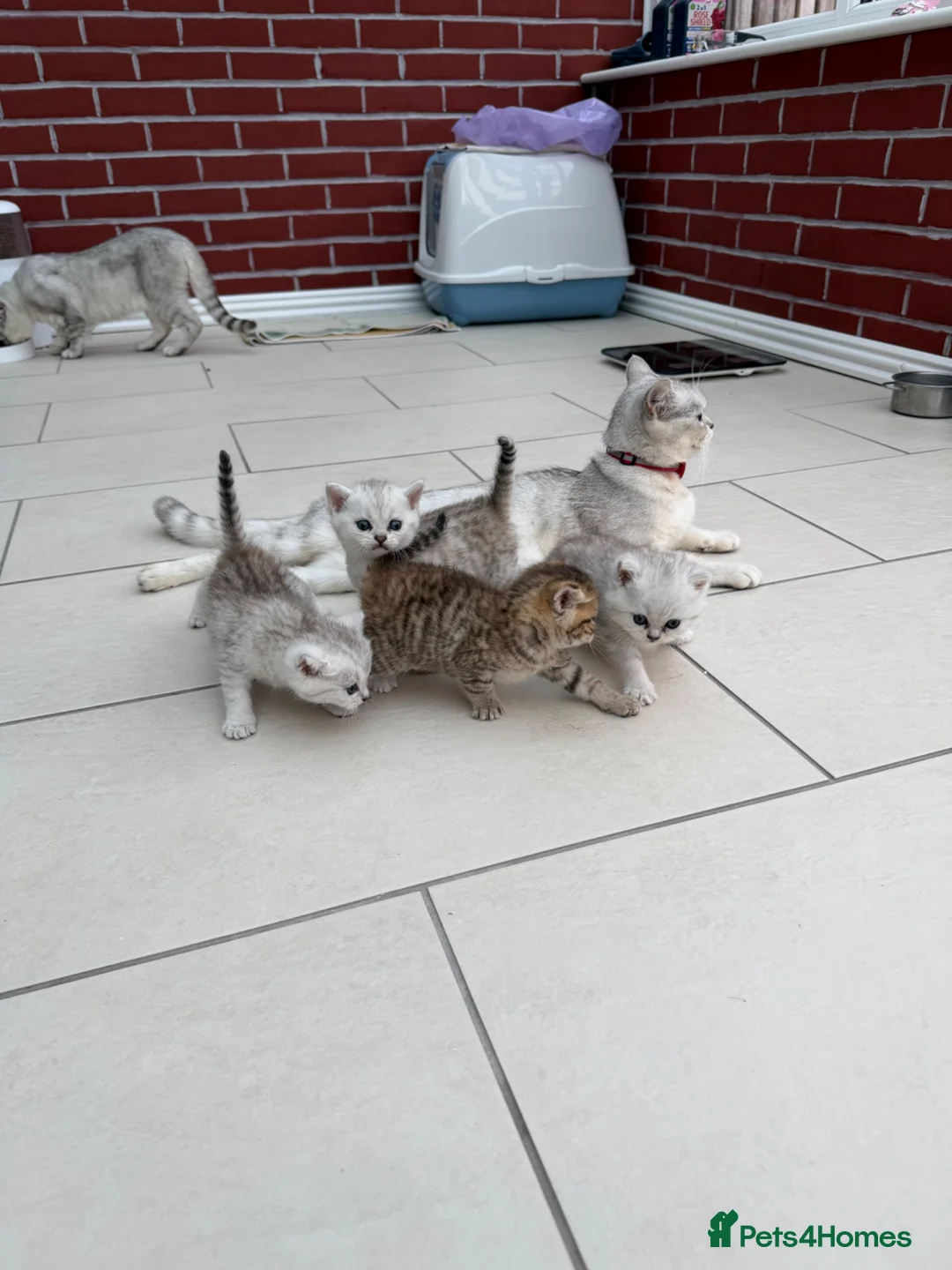 British Shorthair cats for sale:     🐾 Stunning British Shorthair Kittens  🐾  - Advert 2