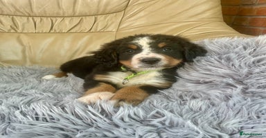 Bernese Mountain Dog dogs - Advert 1