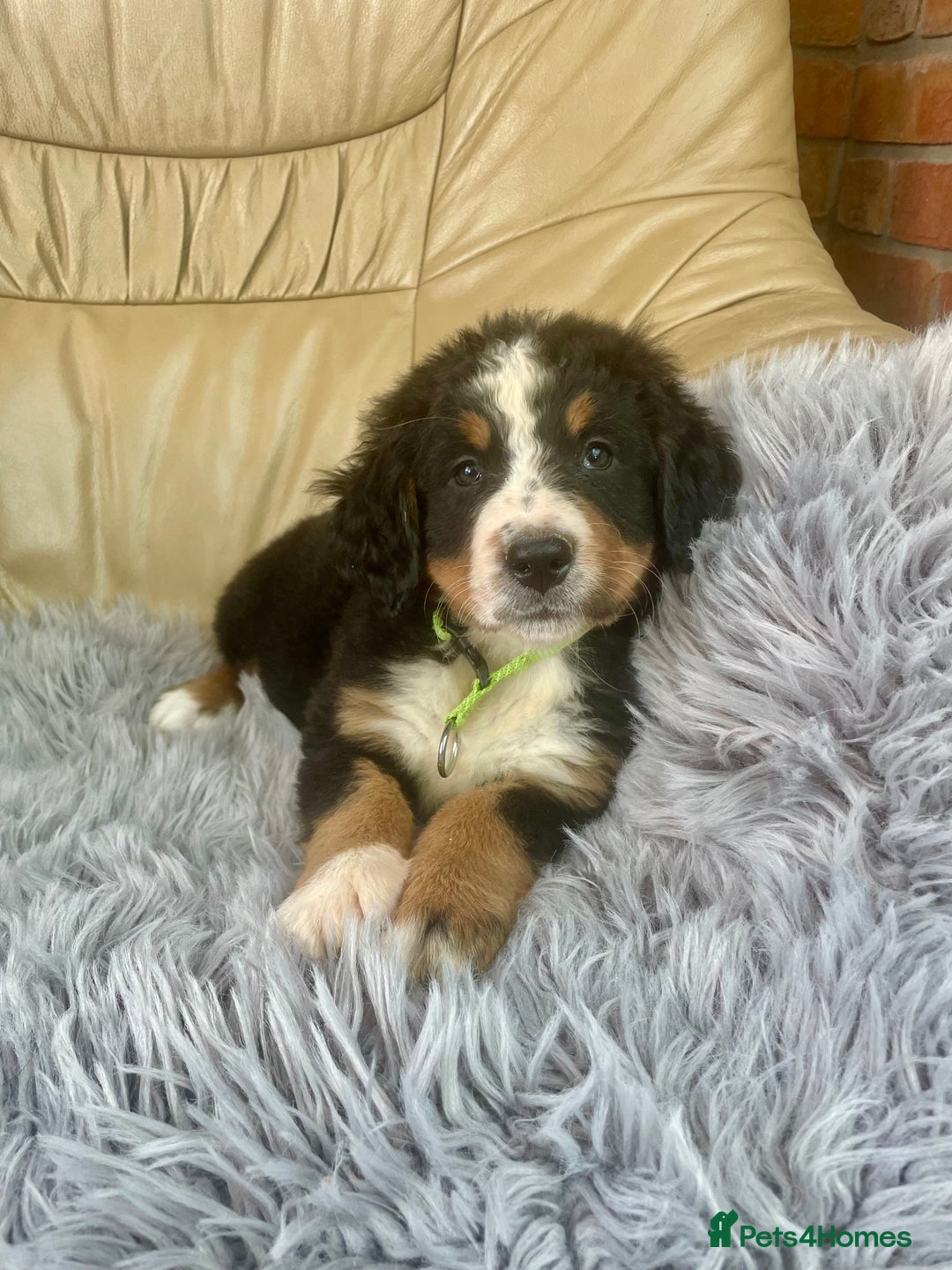 Bernese Mountain Dog dogs for sale: Stunning girls and boys  - Image 3