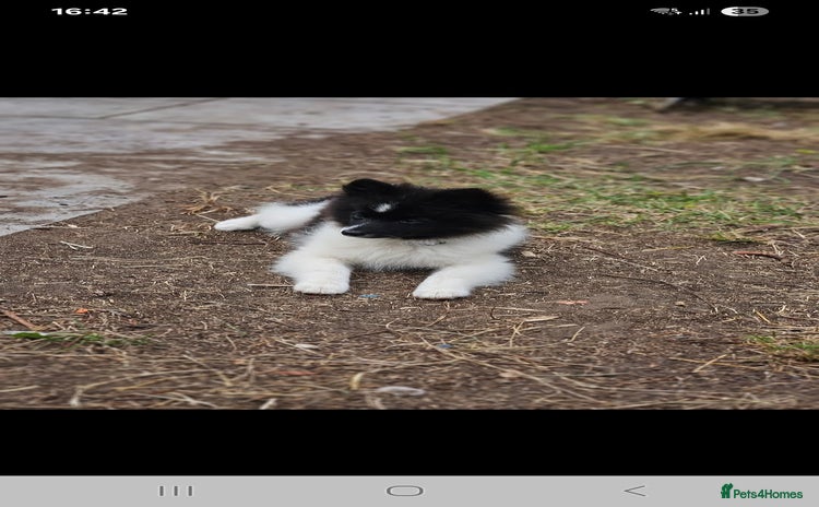Pomeranian dogs - Advert 11