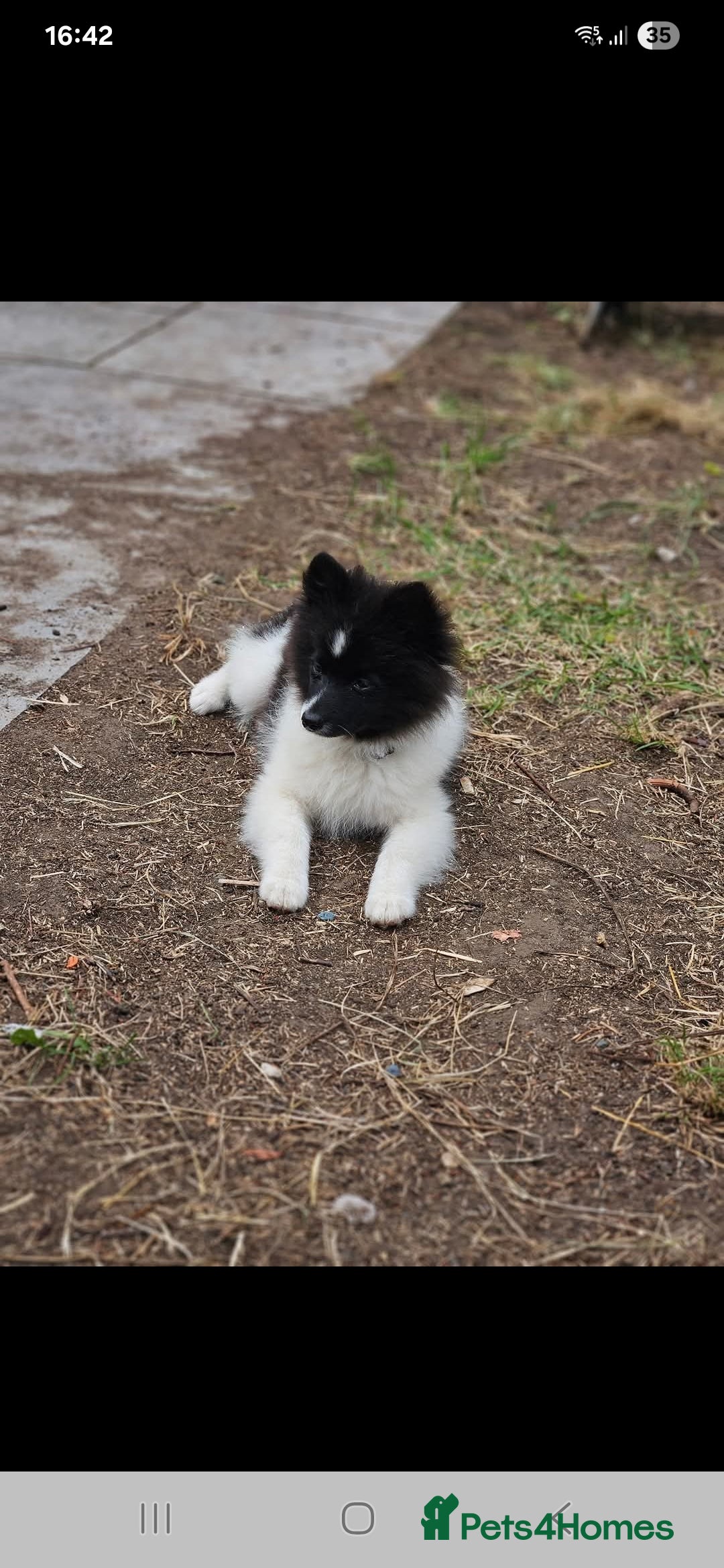 Pomeranian dogs for sale: 1 year old pom - Image 1