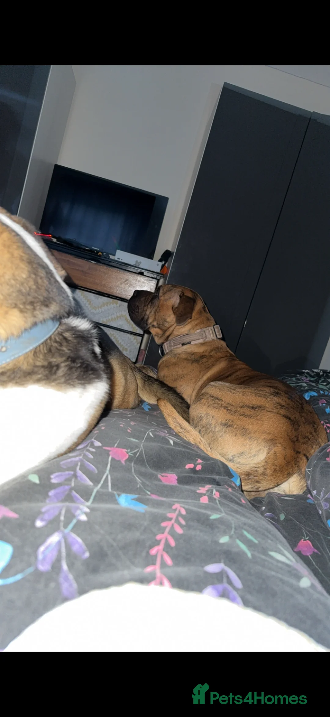 Presa Canario dogs for sale: Ecco  - Advert 7