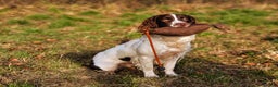 English Springer Spaniel dogs for sale: Kind, gentle and obedient KC registered Springer - Advert 10