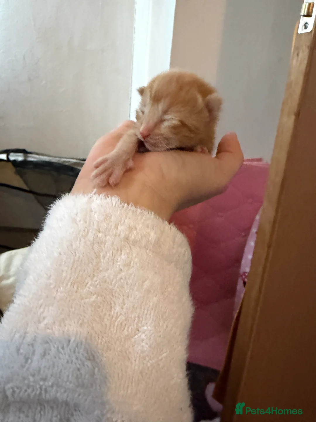 British Shorthair cats for sale: Little ginger male in Salisbury - Advert 1