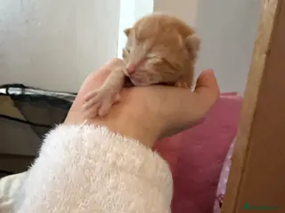 British Shorthair cats Little ginger male in Salisbury - Advert 6