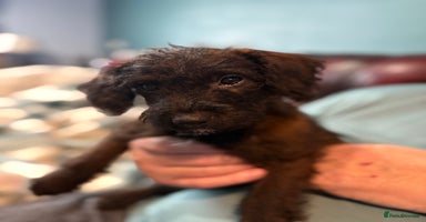 Mixed Breed dogs - Advert 3