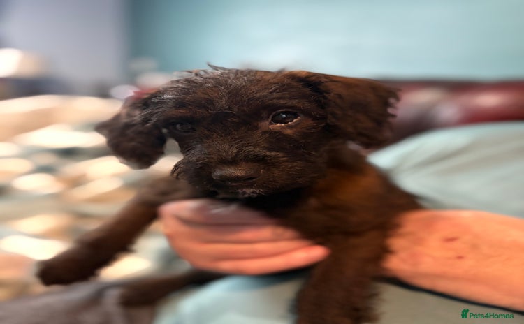 Mixed Breed dogs - Advert 1
