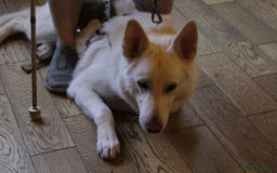 German Shepherd dogs for sale: White german sheperd  - Image 27