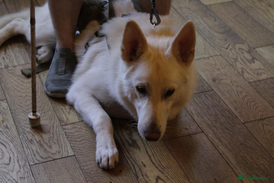 German Shepherd dogs for sale: White german sheperd  - Image 27